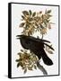 Audubon: Raven-John James Audubon-Framed Stretched Canvas