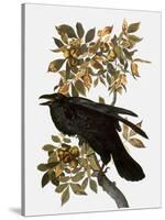 Audubon: Raven-John James Audubon-Stretched Canvas