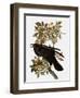 Audubon: Raven-John James Audubon-Framed Giclee Print