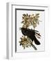 Audubon: Raven-John James Audubon-Framed Giclee Print