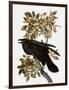 Audubon: Raven-John James Audubon-Framed Giclee Print