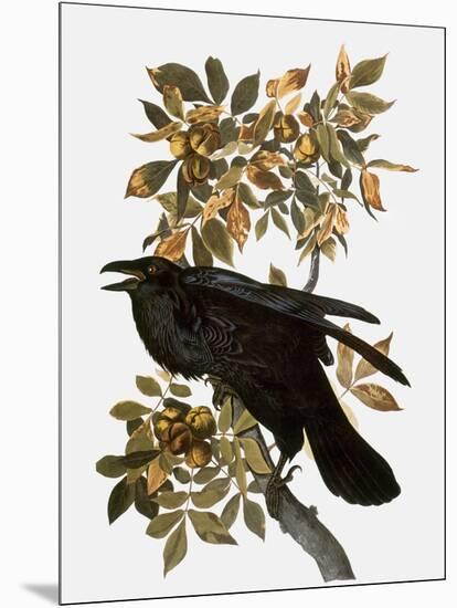 Audubon: Raven-John James Audubon-Mounted Giclee Print