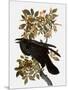 Audubon: Raven-John James Audubon-Mounted Giclee Print