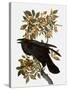 Audubon: Raven-John James Audubon-Stretched Canvas
