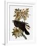 Audubon: Raven-John James Audubon-Framed Giclee Print