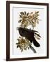 Audubon: Raven-John James Audubon-Framed Giclee Print