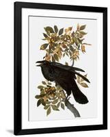 Audubon: Raven-John James Audubon-Framed Giclee Print