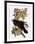 Audubon: Raven-John James Audubon-Framed Giclee Print