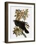 Audubon: Raven-John James Audubon-Framed Giclee Print