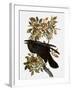 Audubon: Raven-John James Audubon-Framed Giclee Print