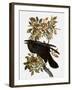 Audubon: Raven-John James Audubon-Framed Giclee Print