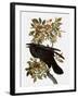 Audubon: Raven-John James Audubon-Framed Giclee Print