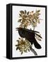 Audubon: Raven-John James Audubon-Framed Stretched Canvas