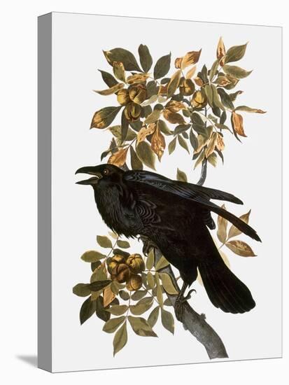 Audubon: Raven-John James Audubon-Stretched Canvas