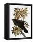 Audubon: Raven-John James Audubon-Framed Stretched Canvas