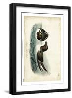 Audubon Razor-billed Auk-John James Audubon-Framed Art Print