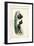 Audubon Razor-billed Auk-John James Audubon-Framed Art Print