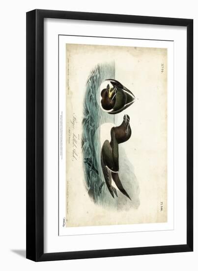 Audubon Razor-billed Auk-John James Audubon-Framed Art Print