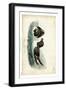 Audubon Razor-billed Auk-John James Audubon-Framed Art Print