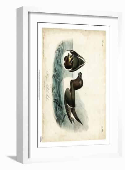 Audubon Razor-billed Auk-John James Audubon-Framed Art Print