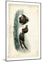 Audubon Razor-billed Auk-John James Audubon-Mounted Art Print