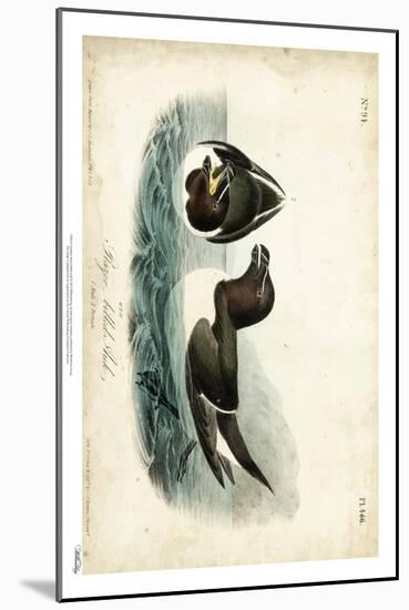 Audubon Razor-billed Auk-John James Audubon-Mounted Art Print