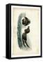 Audubon Razor-billed Auk-John James Audubon-Framed Stretched Canvas