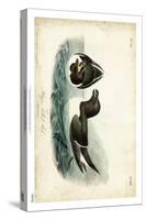 Audubon Razor-billed Auk-John James Audubon-Stretched Canvas