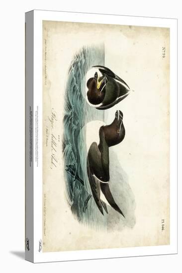 Audubon Razor-billed Auk-John James Audubon-Stretched Canvas