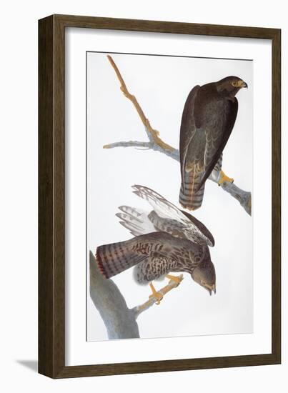 Audubon: Red-Tailed Hawk-John James Audubon-Framed Giclee Print