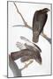 Audubon: Red-Tailed Hawk-John James Audubon-Mounted Giclee Print