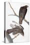 Audubon: Red-Tailed Hawk-John James Audubon-Stretched Canvas