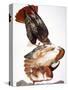 Audubon: Red-Tailed Hawk-John James Audubon-Stretched Canvas