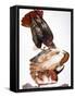 Audubon: Red-Tailed Hawk-John James Audubon-Framed Stretched Canvas