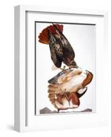 Audubon: Red-Tailed Hawk-John James Audubon-Framed Giclee Print