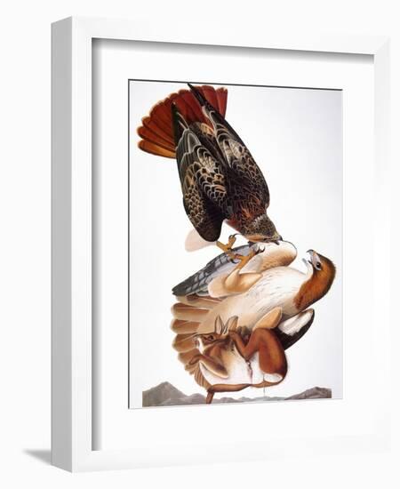 Audubon: Red-Tailed Hawk-John James Audubon-Framed Giclee Print