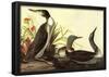 Audubon Red-Throated Loon Bird Art Poster Print-null-Framed Poster