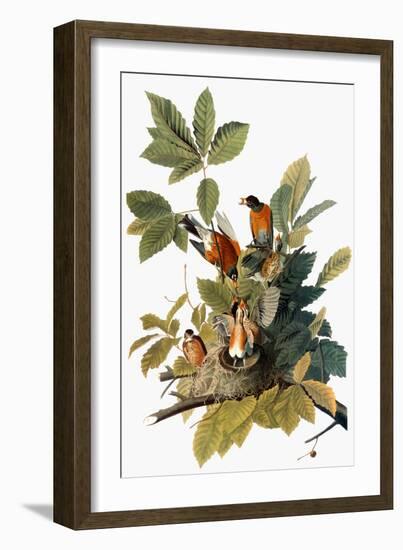 Audubon: Robin-John James Audubon-Framed Giclee Print