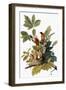 Audubon: Robin-John James Audubon-Framed Giclee Print