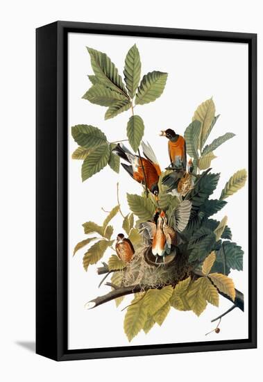 Audubon: Robin-John James Audubon-Framed Stretched Canvas