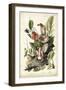 Audubon's American Robin-John James Audubon-Framed Art Print