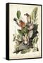 Audubon's American Robin-John James Audubon-Framed Stretched Canvas