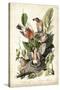 Audubon's American Robin-John James Audubon-Stretched Canvas