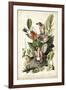 Audubon's American Robin-John James Audubon-Framed Art Print