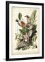 Audubon's American Robin-John James Audubon-Framed Art Print