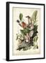 Audubon's American Robin-John James Audubon-Framed Art Print