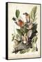 Audubon's American Robin-John James Audubon-Framed Stretched Canvas