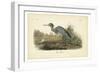 Audubon's Blue Heron-John James Audubon-Framed Art Print