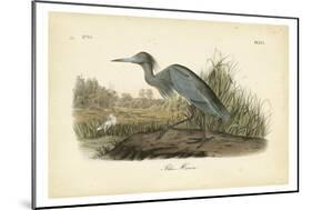 Audubon's Blue Heron-John James Audubon-Mounted Art Print