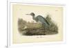 Audubon's Blue Heron-John James Audubon-Framed Art Print